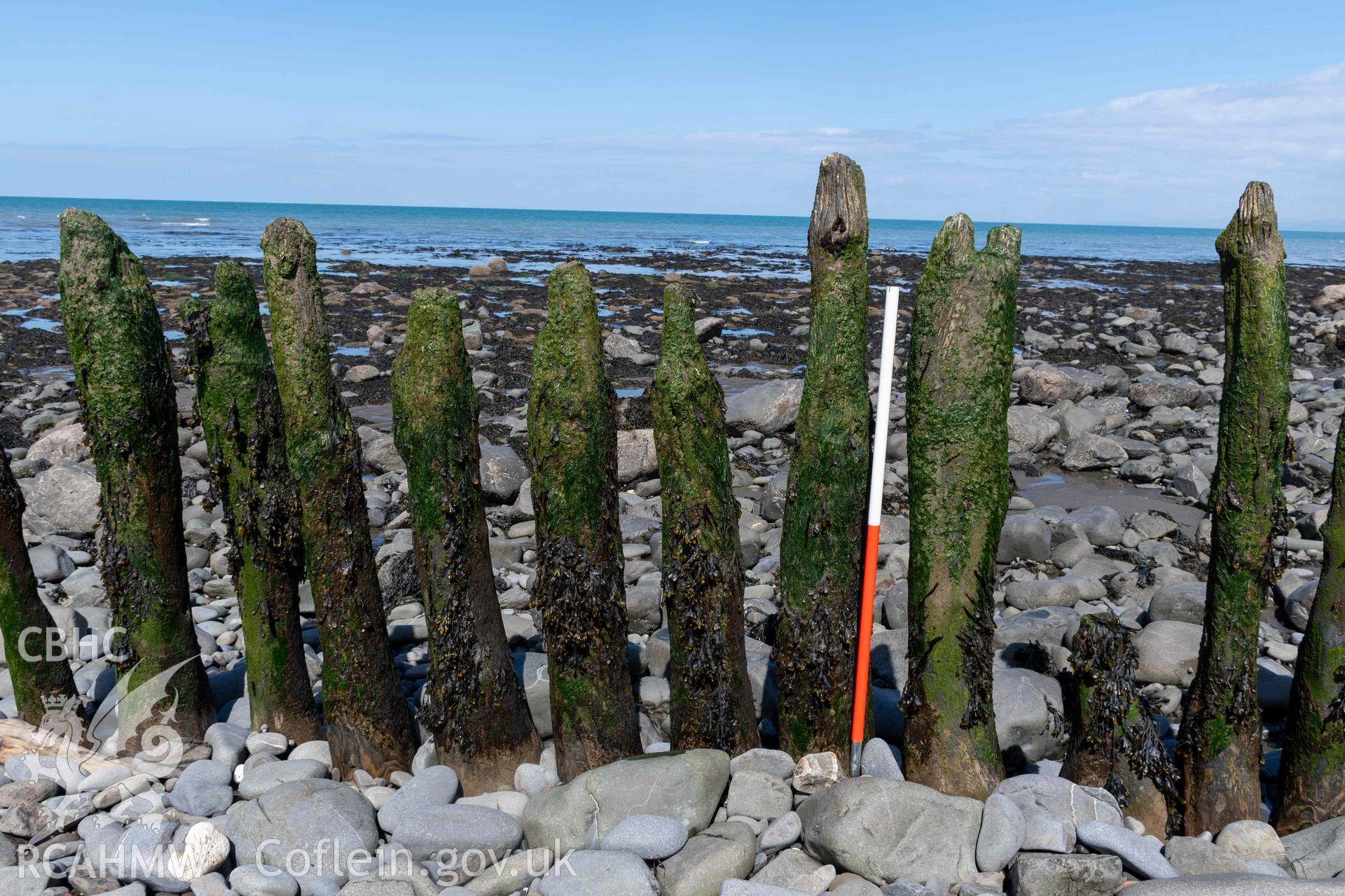 Jetty (SN5214268626), Aberstrincell, detail of timber uprights, looking northwest (with scale). Part of photographic survey of Aberstrincell lime kilns and coal yard, conducted by Louise Barker of the RCAHMW survey team on 21 March 2024.