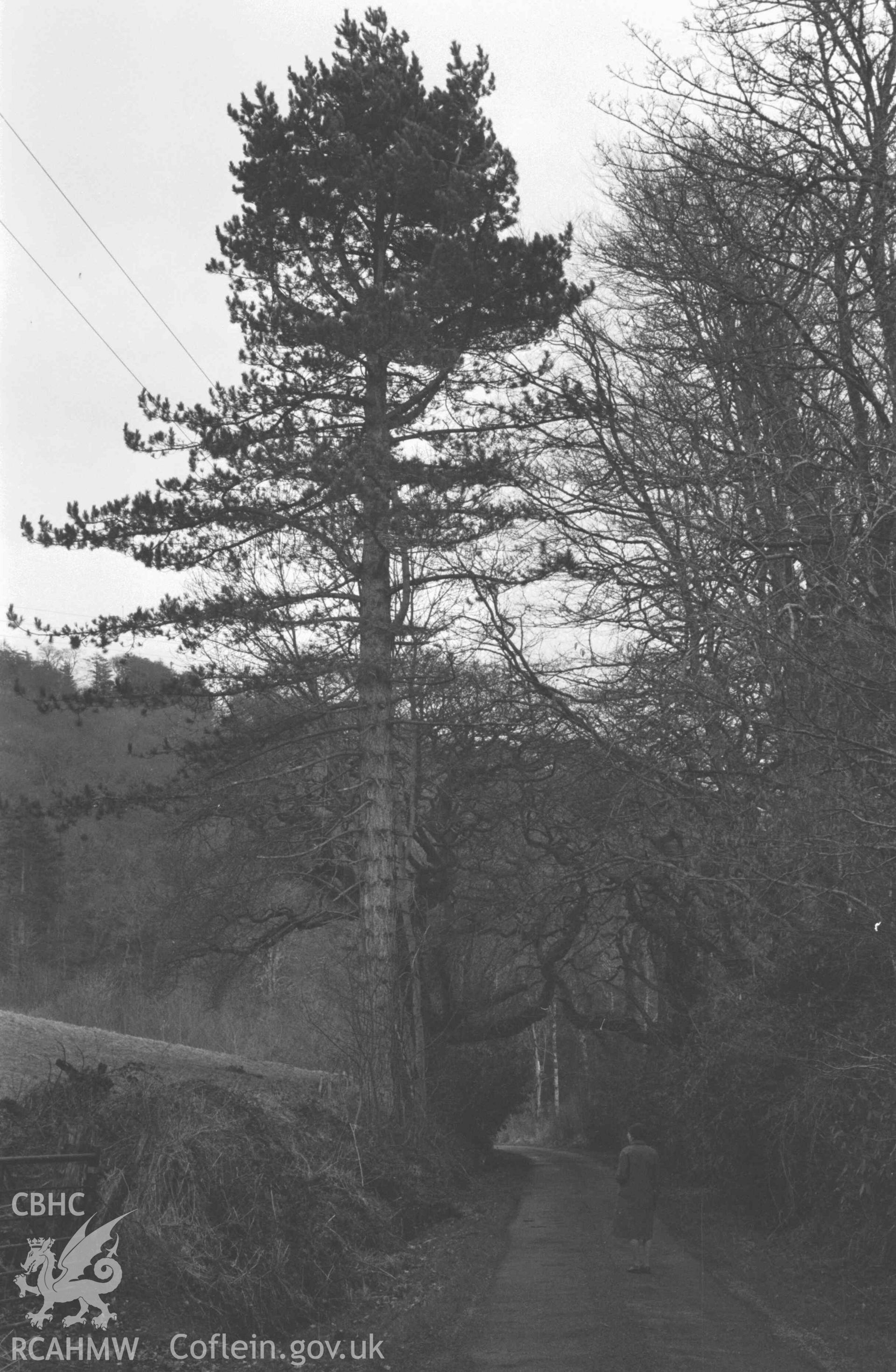 Digital copy of a black and white negative showing view along the road towards the Lodge, Nanteos. Photographed by Arthur Chater on 11 April 1969. Looking east from Grid Reference SN 6104 7864.