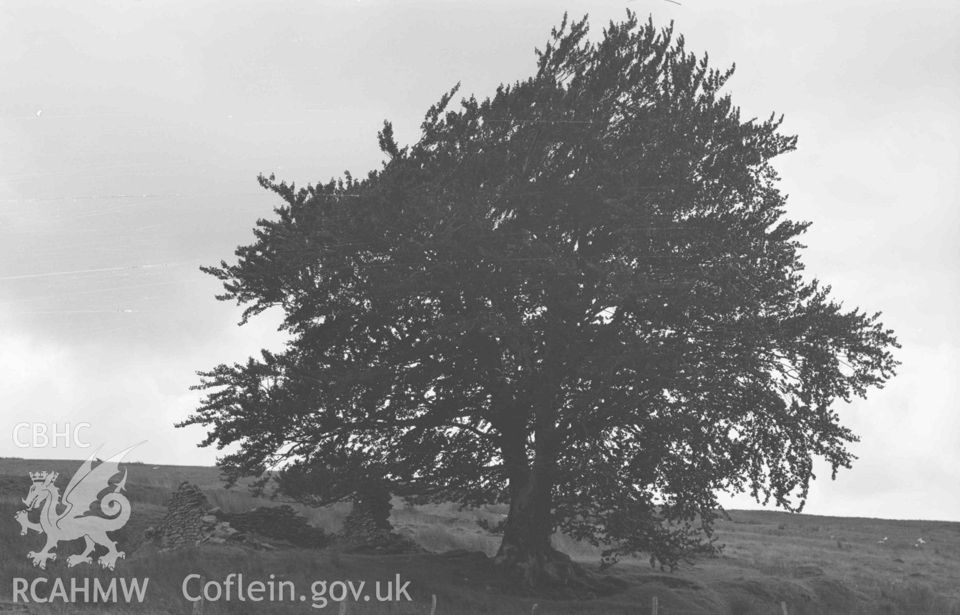 Digital copy of a black and white negative showing Rhysgog lead mine, ruin of house and beech tree. Photographed by Arthur Chater on 23 August 1969. Looking south from Grid Reference SN 6807 5380.