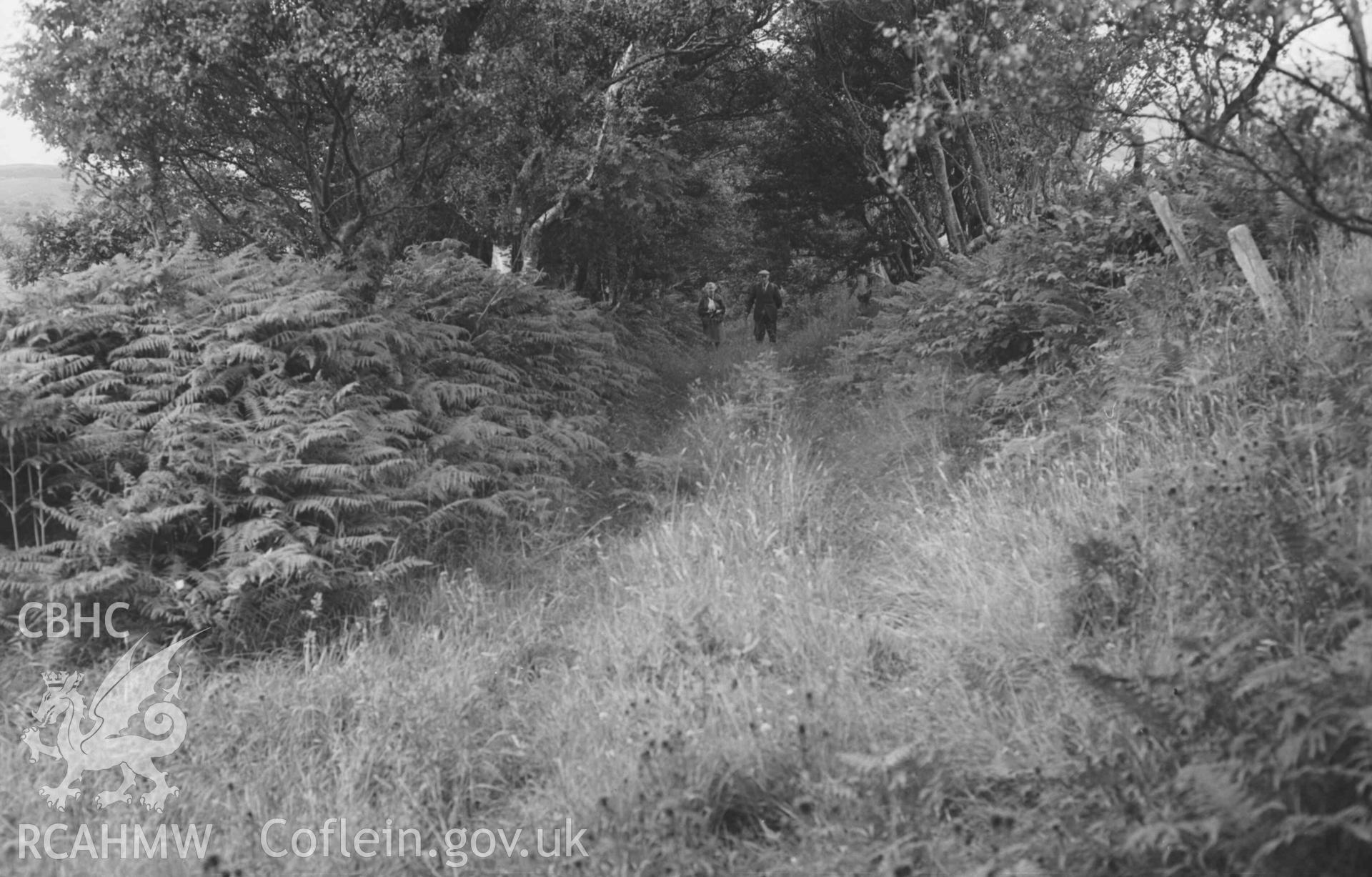 Digital copy of a black and white negative showing the old track from Talwrn to Blaen-Fflur, 200m south of Talwrn, at 950ft. Photographed by Arthur Chater on 24 August 1969. Looking north from Grid Reference SN 7448 6468.