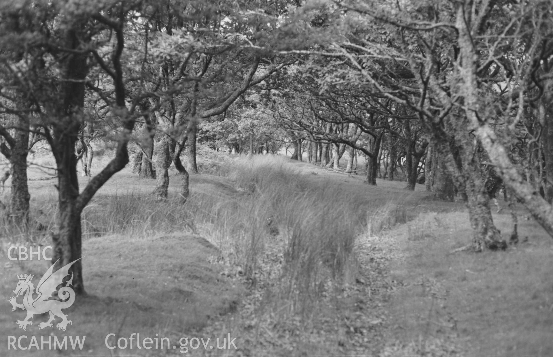 Digital copy of a black and white negative showing the old track from Talwrn to Blaen-Fflur, 1000ft. in Oakwood, with rushes growing on it. Photographed by Arthur Chater on 24 August 1969. Looking north from Grid Reference SN 7453 6447.