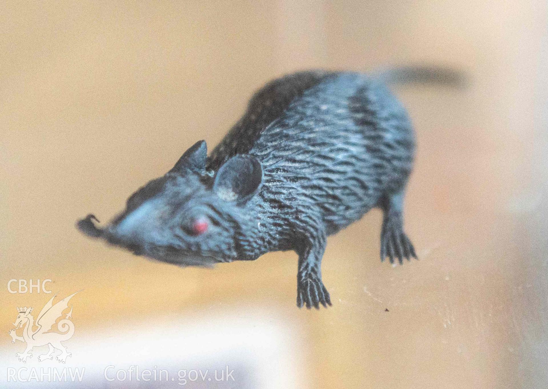Norwegian Church - Detailed view of a black mouse in the display case, taken from South