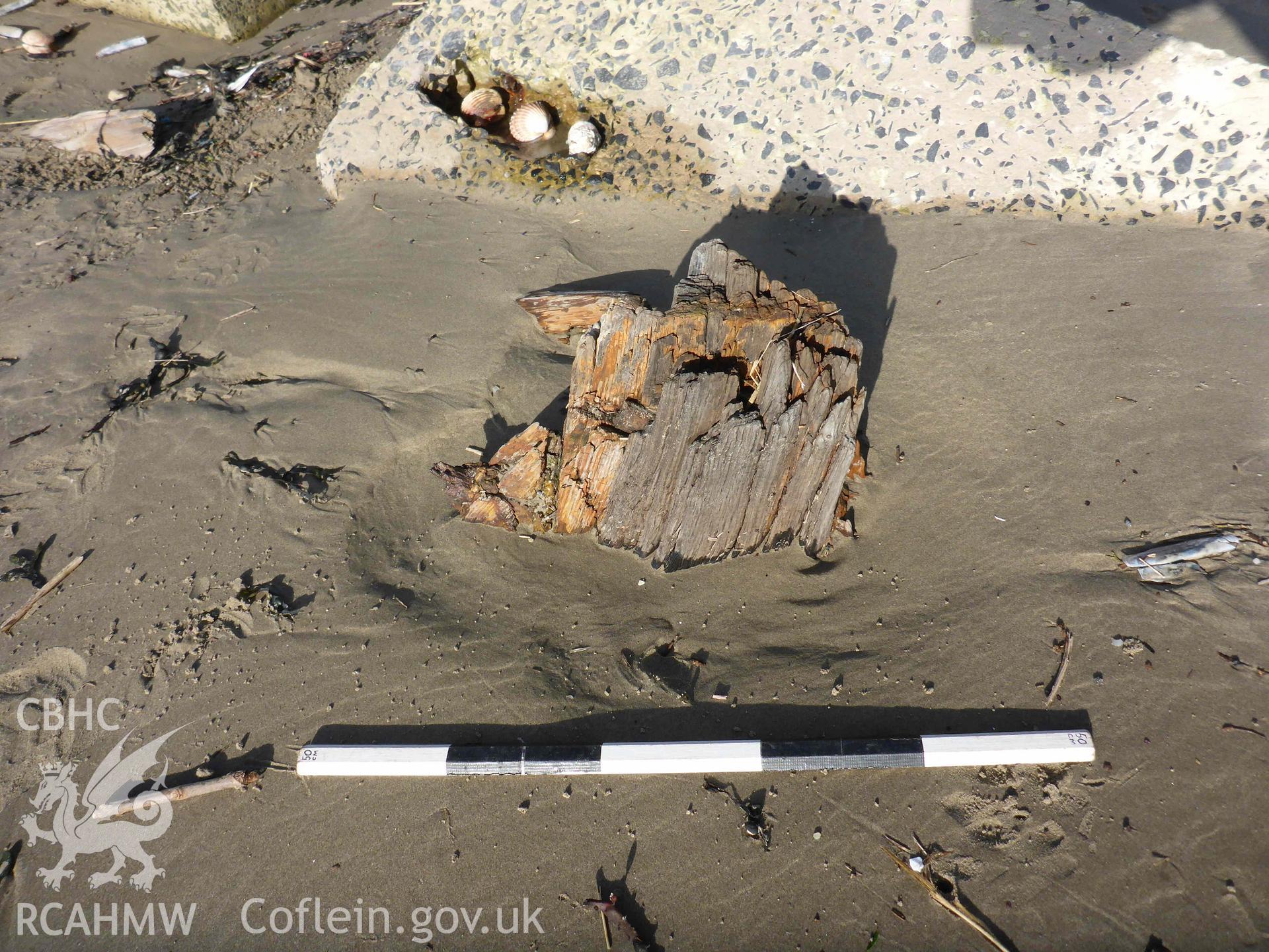 Exposed stem-post of the FRANCIS BEDDOE on 31/01/2025. Scale is 0.5m, 10cm increments.