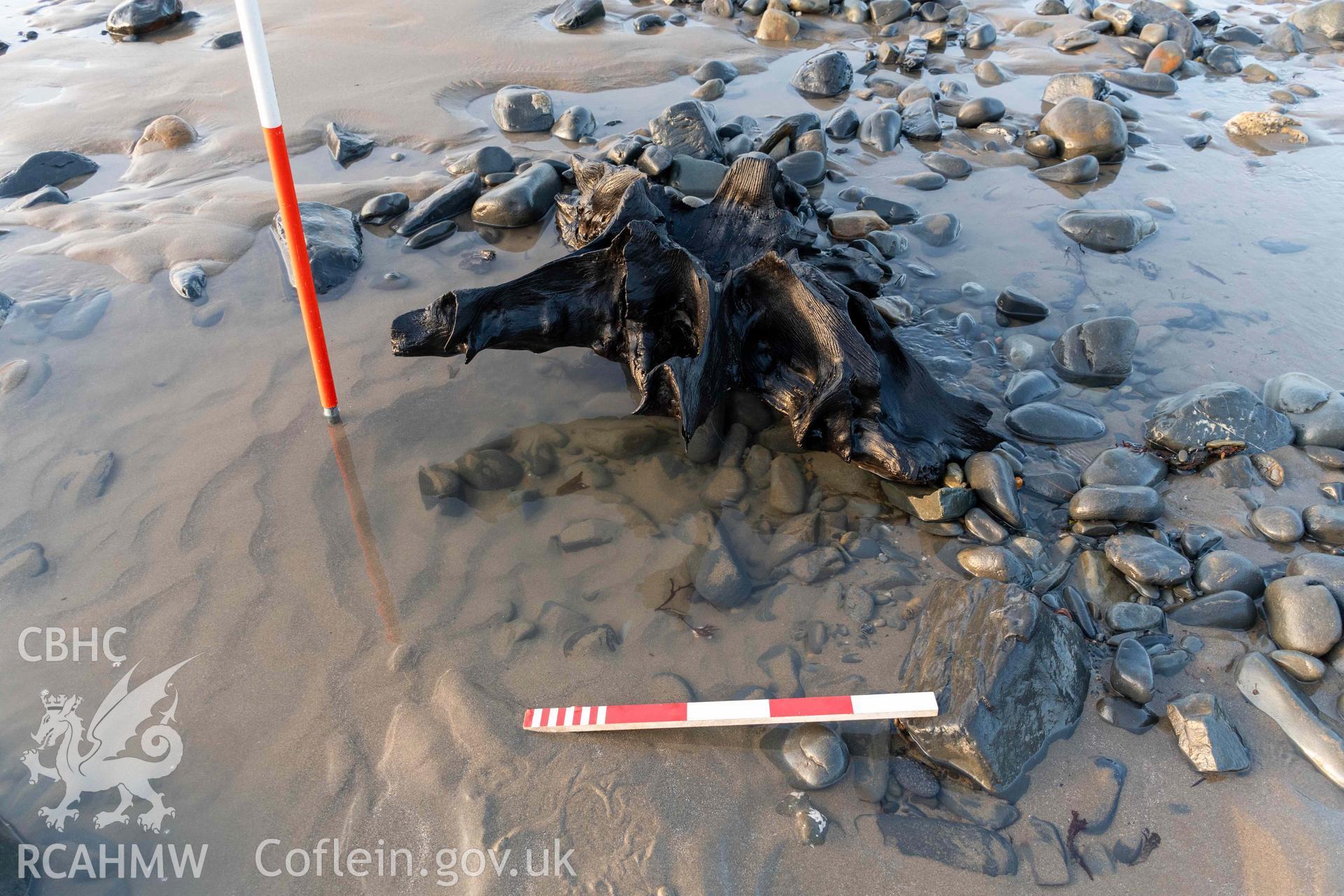 Fossilised tree stump at SN 58653 83782 from the south (with scale).