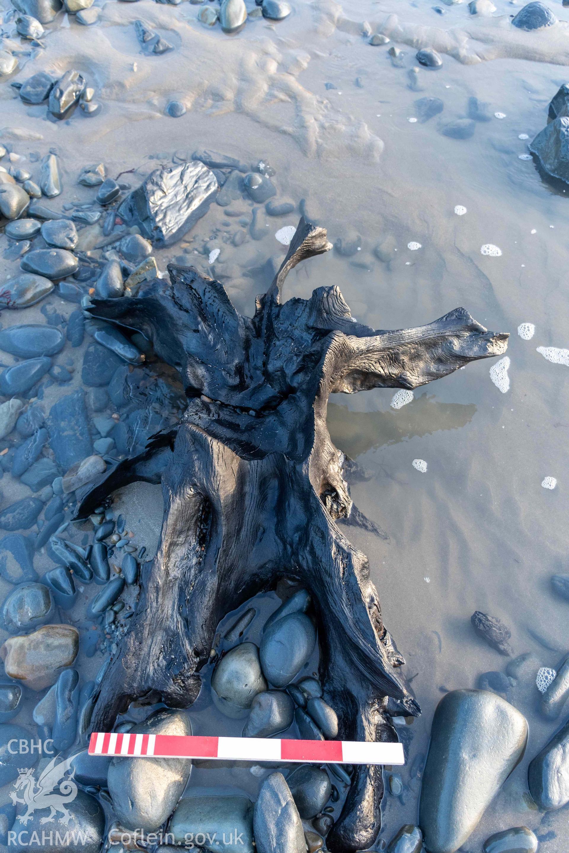 Fossilised tree stump at SN 58653 83782 from the north (with scale).