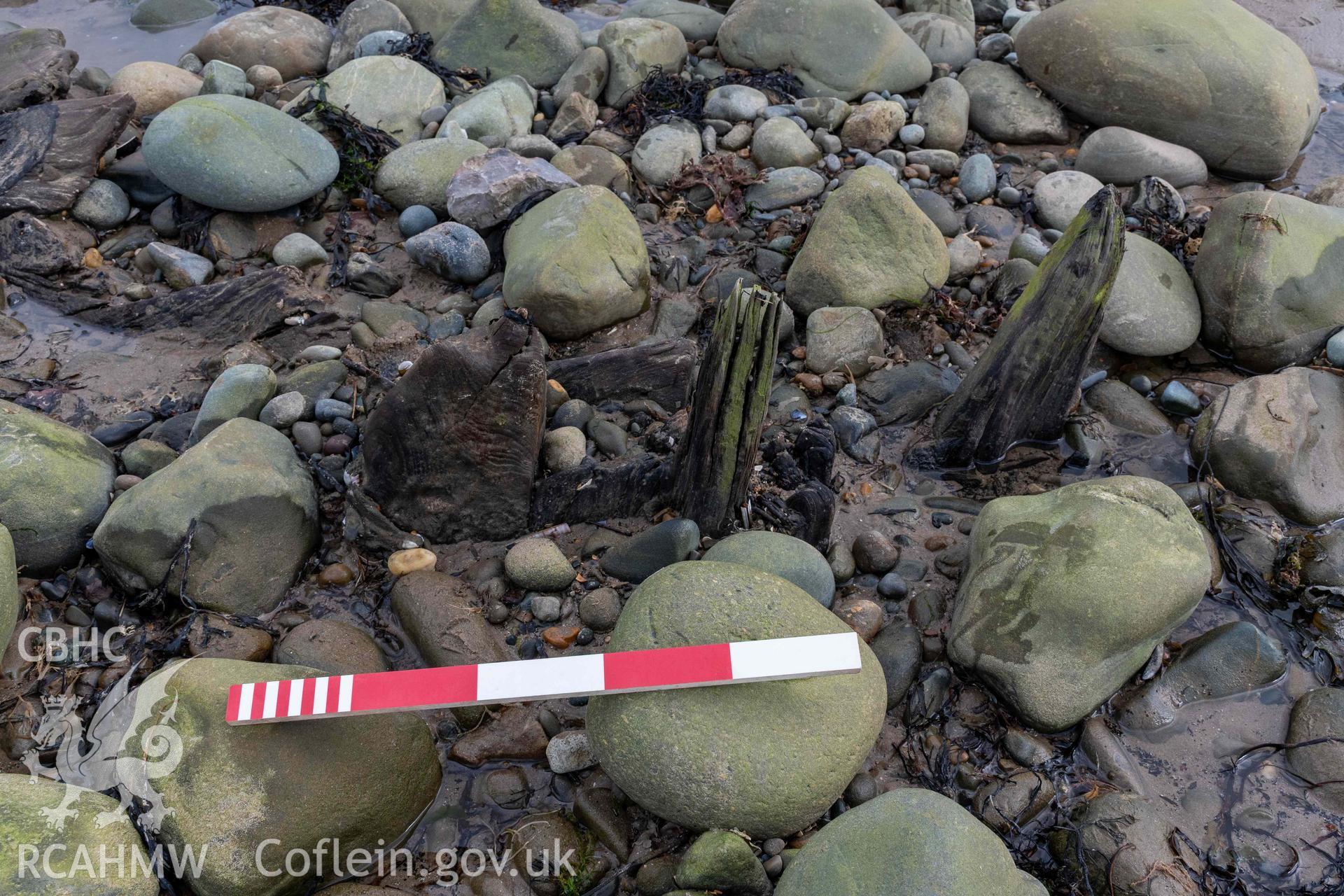 Unidentified timber (right), stem/stern post (centre), and inner-stem/stern post at the southern end of the shipwreck on Llandanwg Beach on 28/03/2025. Scale is 0.5m.