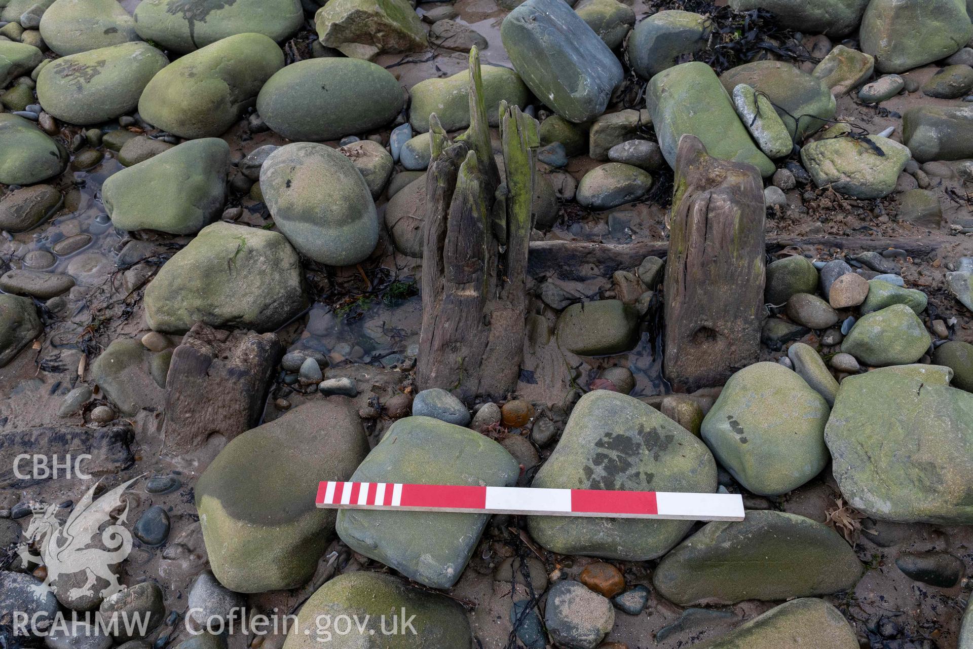 Frame-ends, viewed from inboard, on the western side (amidships) of the shipwreck on Llandanwg Beach on 28/03/2025. Scale is 0.5m.