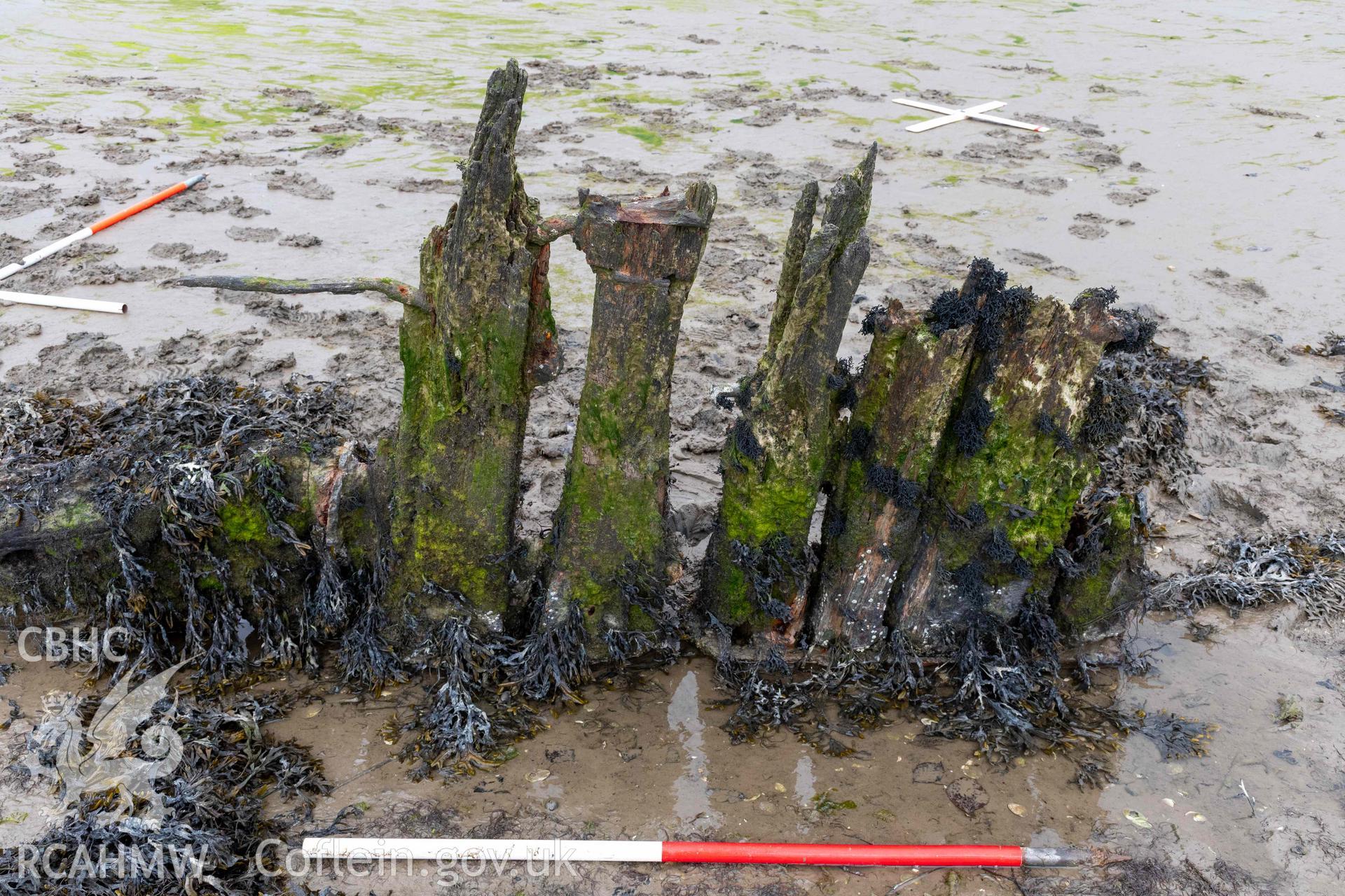 Rudder (right), stern-post and stern-knee, seen from portside, of the wreck in the estuary at Pensarn on 28/03/2025. Scale is 1m.