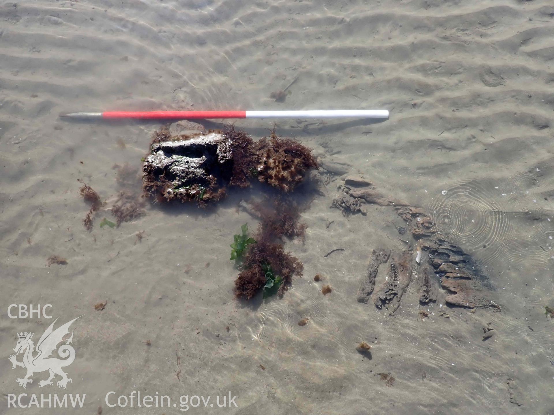 Exposed timbers, possibly a stempost, hull planking and frames, at the southeastern end, of the eastern part of Goodwick Wreck 02, on 30/03/2025. Scale is 1m.