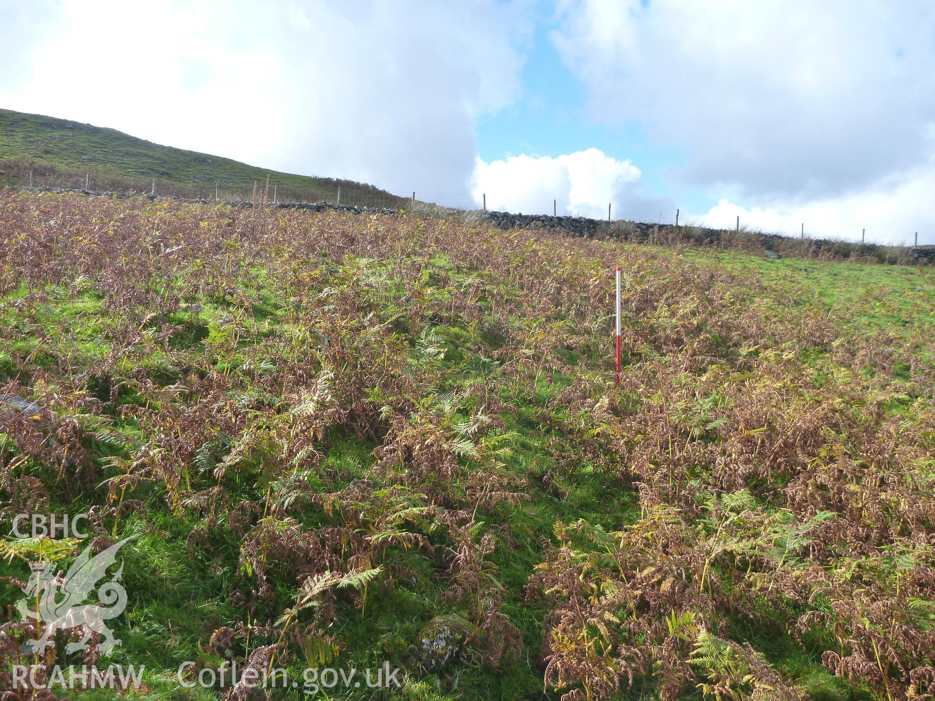 Ffridd Bod-y-Fuddau Banked Enclosure I, detail of enclosure bank, viewed facing west