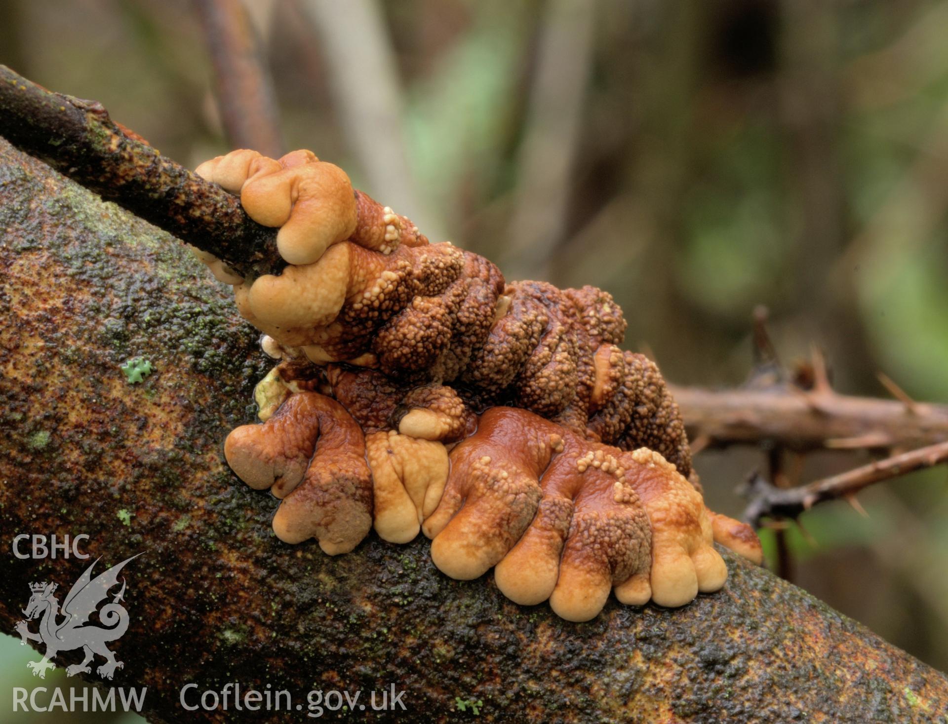 Colour photo showing Willow Gloves fungus adjacent to the northern boundary markers, taken by Mark Evans, January 2017.