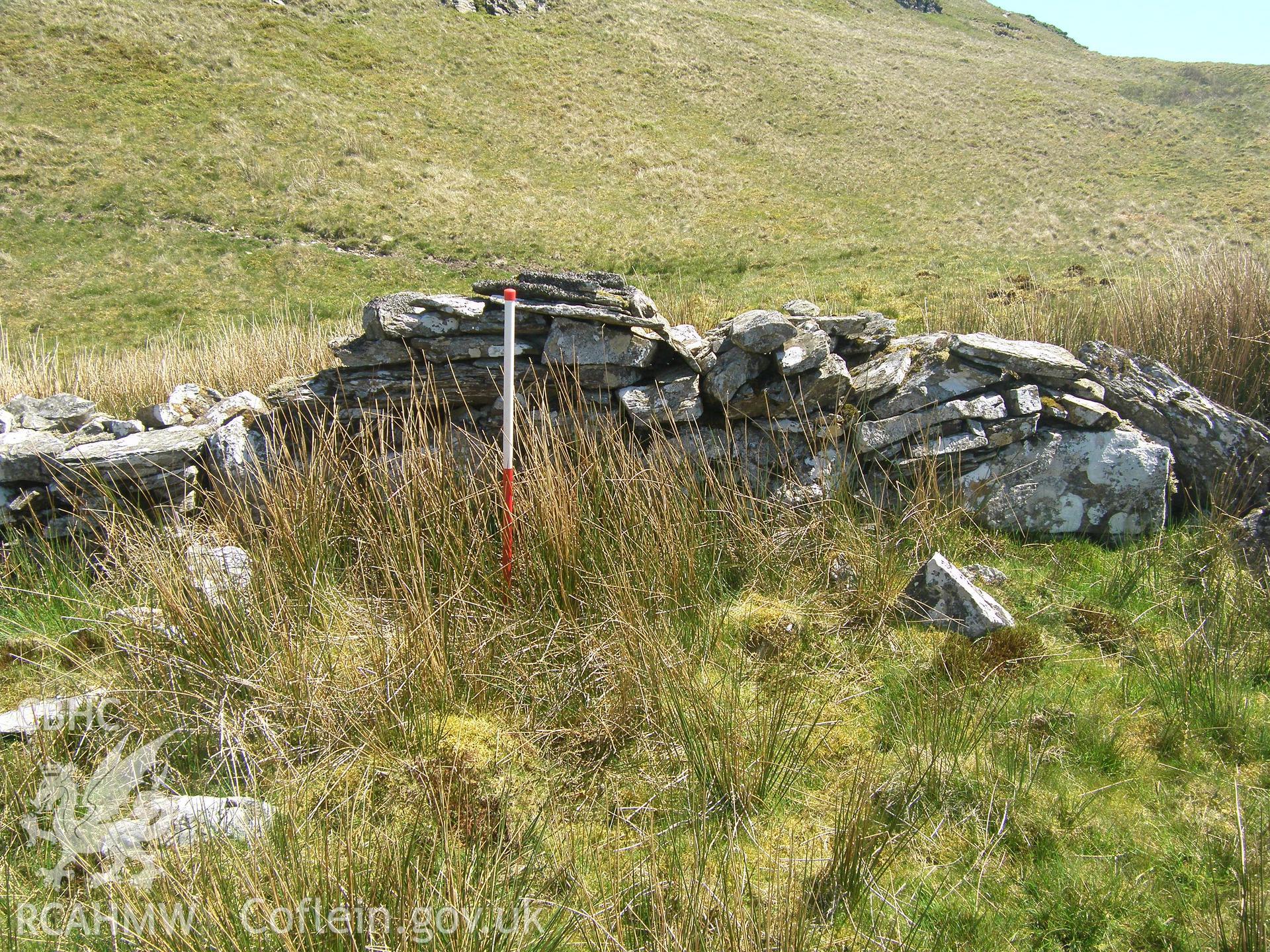 Moel Oernant Sheep Fold III, north wall viewed facing north